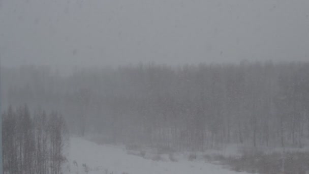 Vinter skog på bakgrunden av tung snö, bakgrund, molnigt väder, snö-omfattas — Stockvideo