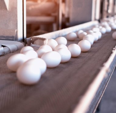 Beyaz tavuk yumurtası git kümes hayvanları fabrika, konveyör, Makina