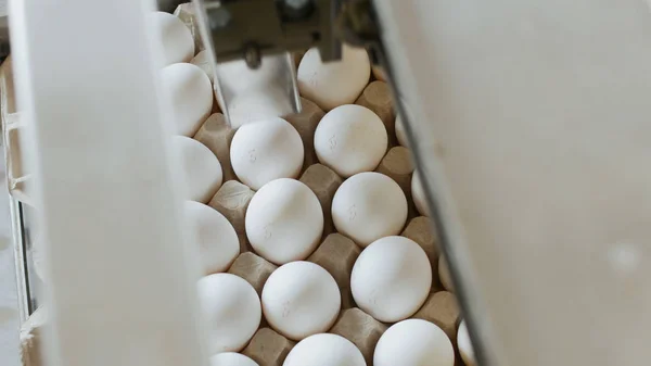 Processo automatico di controllo e stampa su uova di pollo, uova di cernita, assortimento — Foto Stock