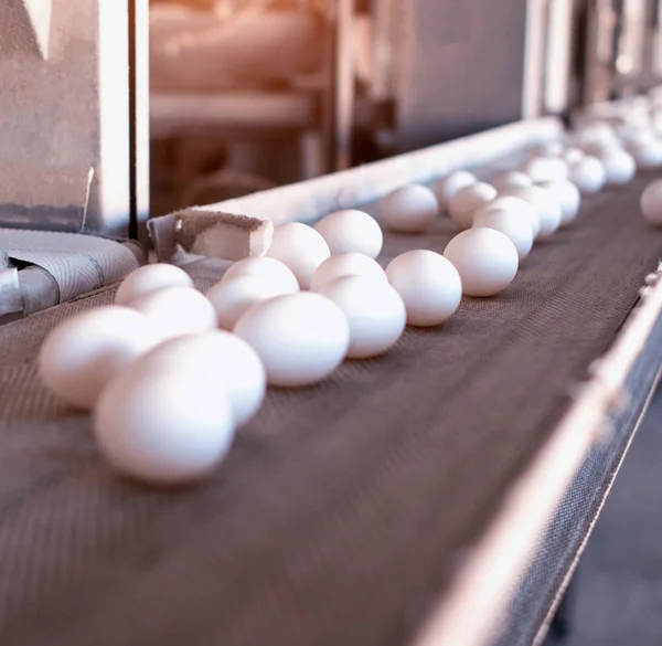 Witte kippeneieren Ga naar de fabriek van pluimvee, transportband, machines — Stockfoto