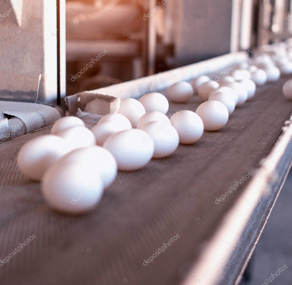 White chicken eggs go to the poultry factory, conveyor, machinery