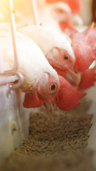 Gallinas blancas picoteando alimento compuesto en granja avícola, industria, sol — Foto de Stock