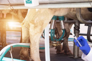 İnekler süt, nitrat ve inek sütü, mikrofloranın antibiyotik kavramı sağım arka planı bir şırınga biyolog tutar