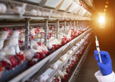 Doktor antibiyotik ve hormonlar tavuk yumurta ve tavuk eti, kuluçka tavuk çiftliği kavramı çerçevede bir şırınga tutarak