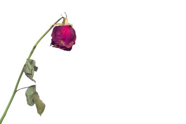 A faded rose flower on a white background concept of fading feelings in love and impotence in men and frigidity in girls, reduced sexual desire, sexology, copy space clipart