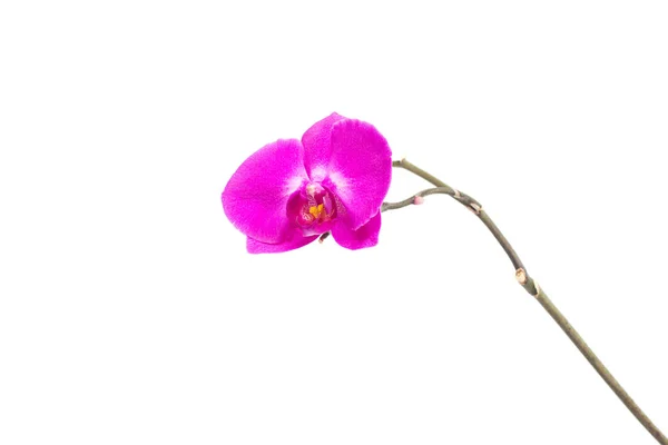 A branch of a beautiful purple orchid flower on a white background, isolate, ornamental — Stock Photo, Image