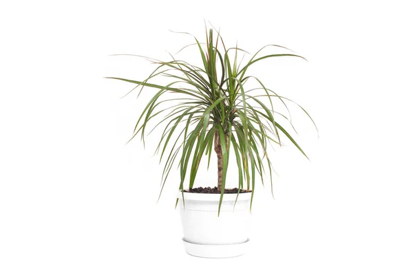 Accueil fleur en pot blanc Dracaena, fond blanc, isolat, plante d'intérieur — Photo