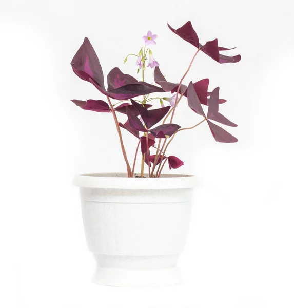 Bunga yang indah dalam pot putih Oxalis, jeruk dengan daun ungu, latar belakang putih, terisolasi — Stok Foto