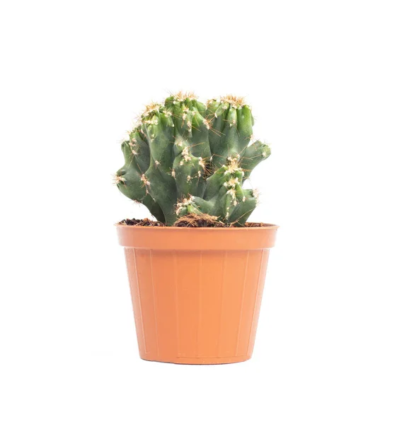 Green small office cactus in a pot on a white background, isolate, peyote — Stock Photo, Image