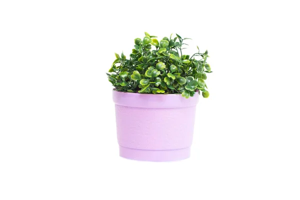 Herbe décorative verte poussant dans un petit pot sur fond blanc. Isoler — Photo
