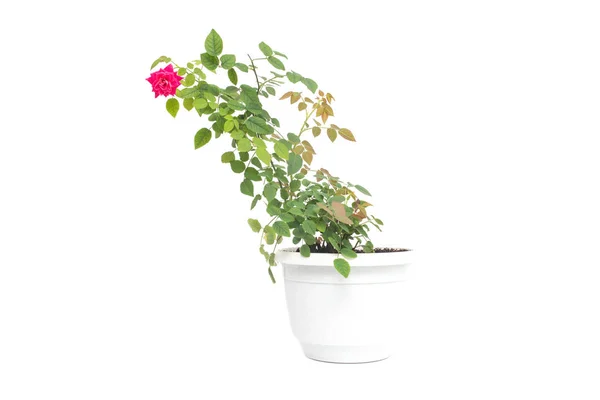 Bunga rumah dalam pot Mawar merah mekar muda dengan kelopak hijau pada latar belakang putih, terisolasi — Stok Foto