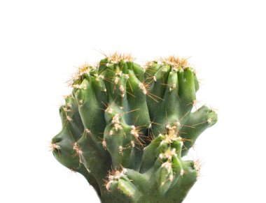 Beyaz bir arka plan üzerinde Yeşil küçük ofis kaktüs, izole