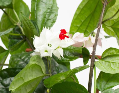 Beyaz bir arka plan üzerinde yeşil yaprakları clerodendrum thomsoniae ile güzel ev yapımı çiçek, izole, variegasyon