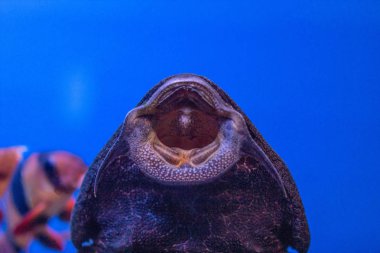 Balitoria ailesinden büyük akvaryum balık yayın balığı Gastromizon, emzirme balık, mavi su