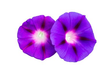 İki muhteşem çiçek sabah-şan, yakın çekim, Ipomoea, convolvulus çiçek