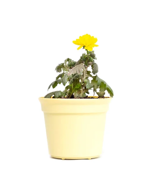 Home flower in pot young blooming yellow chrysanthemum on a white background, isolate — Stock Photo, Image