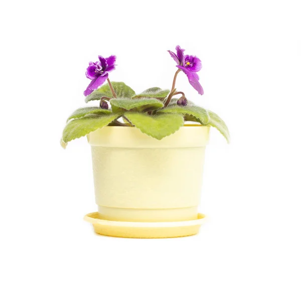 Beautiful homemade flower in a pot, young blooming violet violet with green petals on a white background, isolate, foliage — Stock Photo, Image