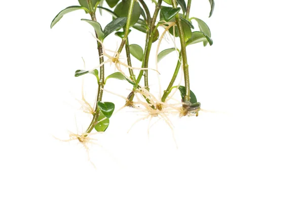 The root system of the home flower nematantus, goldfish, white background, isolate, botany — Stock Photo, Image