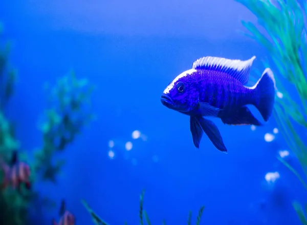 Peixes azuis com listra branca Rainha Nyasa em aquário, Aulonocara nyassae, Cichlidae — Fotografia de Stock