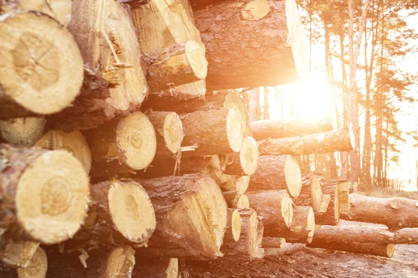 Fakitermelés, vastag tuskók fekszenek az erdőben a háttérben a naplemente, másolás tér, fa — Stock Fotó