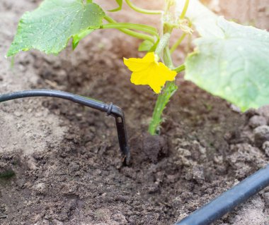 Bitkiler, modern sulama sistemi damla sulama kullanarak su almak, sulama salatalık bitkiler, sanayi, tarım