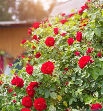 Kırmızı çiçek Bahçe gül bahçede büyük bir çalı büyür, yakın çekim, kutlama