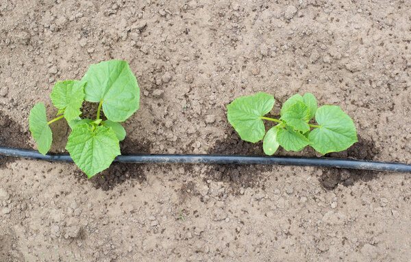 Растения получают воду с помощью современной ирригационной системы капельного орошения, полива огурцов, промышленности, сельского хозяйства
