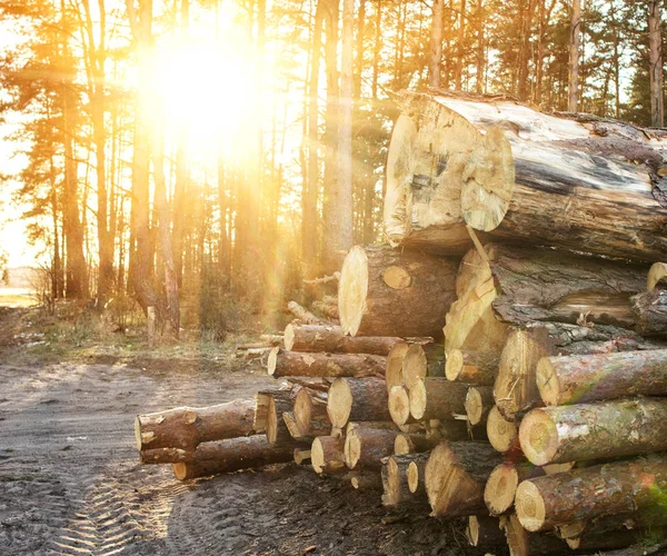 Fakitermelés, vastag tuskók fekszenek az erdőben a háttérben a naplemente, másolás tér, fa — Stock Fotó