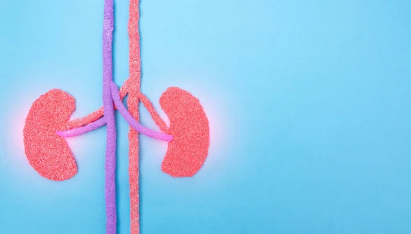 Human kidneys on a blue background. Human kidney disease concept, pyelonephritis, kidney stones, infection, copy space — Stock Photo, Image