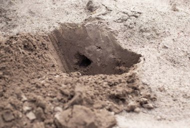 Solucan delikleriyle, sis bombasıyla bir yazlıktan bir köstebeği atmak ya da tüttürmek