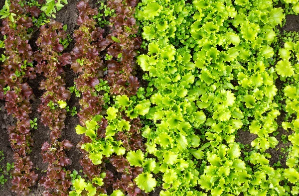 Green leaf lettuce and red lettuce, background, copy space