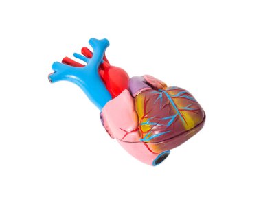 Beyaz arka planda insan kalbinin anatomisi. İnsan kalbinin yapısı, aort, akciğer kapakçığı.