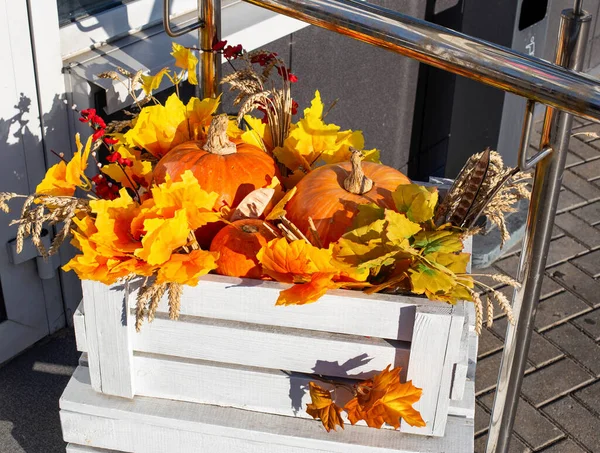 Hermosa caja de madera blanca con hojas de arce naranja y calabazas. Espiguillas de cereales, concepto de cosecha y otoño, fondo — Foto de Stock
