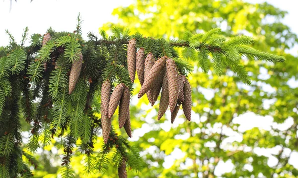 Prachtige grote langwerpige kegels op een naaldboom. Wilde natuur, geneeskrachtige boom in alternatieve geneeskunde, kopieer ruimte — Stockfoto