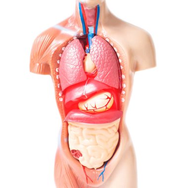 İç organları olan insan modeli. İç organ hastalıklarının tedavisi, safra kesesi iltihabı.