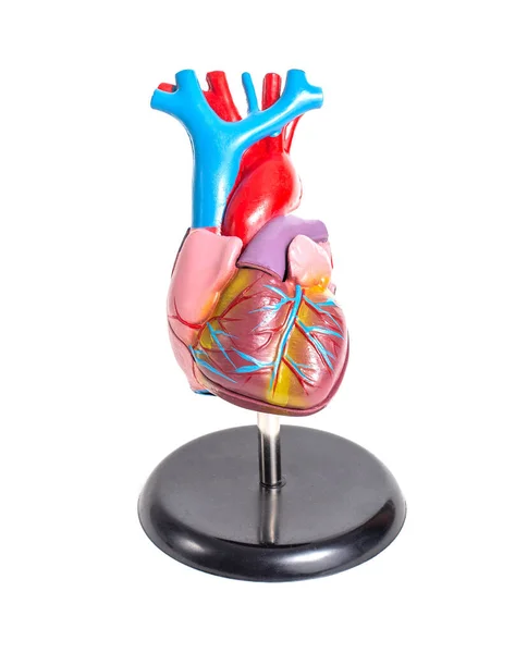 在白色背景上模拟人的器官心脏 左右室和心房的解剖结构和生理学 心血管系统 动态心动图 — 图库照片