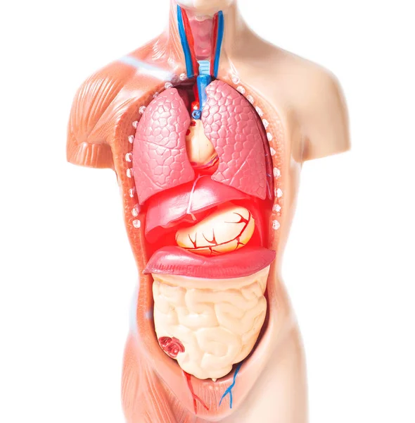 Lidský Model Vnitřními Orgány Koncepce Léčby Onemocnění Vnitřních Orgánů Zánětu — Stock fotografie