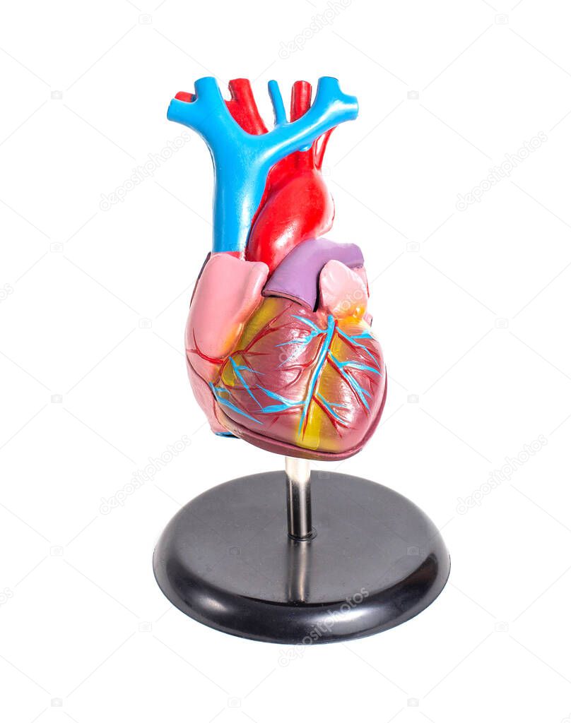 Mock up of a human organ heart on a white background, isolate. Anatomical structure and physiology of the heart, right and left ventricle and atrium. The cardiovascular system, dynamocardiography