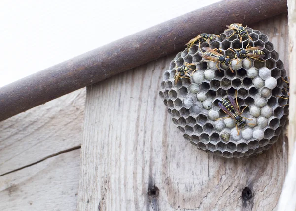 Horzels Nest Houten Achtergrond Natuur Kopieerruimte Voor Tekst Gevaarlijk — Stockfoto