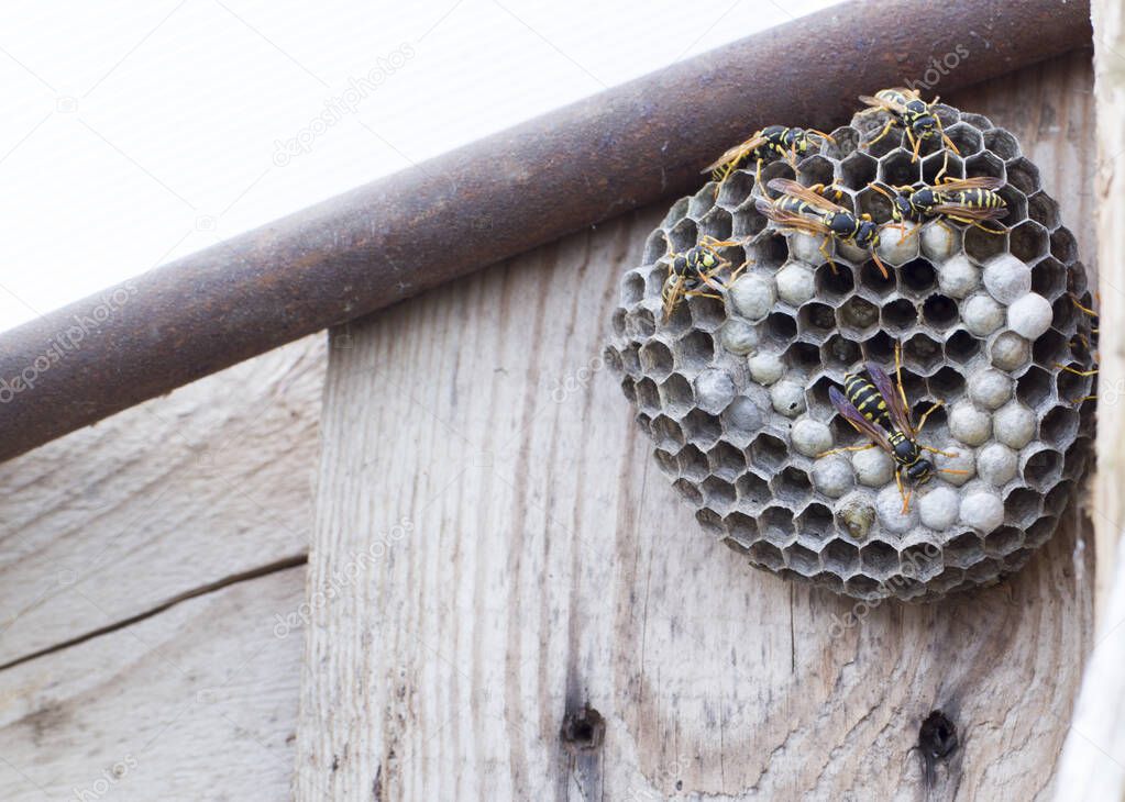 hornets nest on wooden background in nature, copy space for text, dangerous