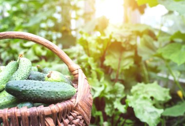 Sebzeli ahşap hasır sepet Borage ve Sun 'ın arka planında duruyor.
