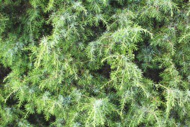 Kalın yeşil ardıç dallarının arka planı. Alternatif tıpta kozalaklı ağaçlar, aromaterapi.