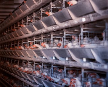 Kümes hayvanları çiftliğinde tavuk yetiştiriyorlar. Tavuk yumurtası çiftliği, arka plan, endüstri