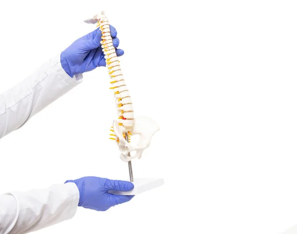 Orthopedic vertebrologist doctor holds a mock back spine on a white background. The concept of the treatment of spinal diseases in neurology, copy space — Stock Photo, Image