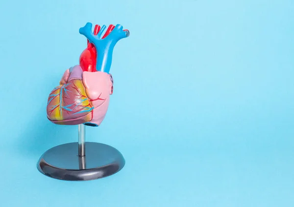 Anatomisches Modell des menschlichen Herzens auf blauem Hintergrund. Gesundes Herz und Herzkrankheiten Konzept, Kardiologie, Kopierraum für Text — Stockfoto