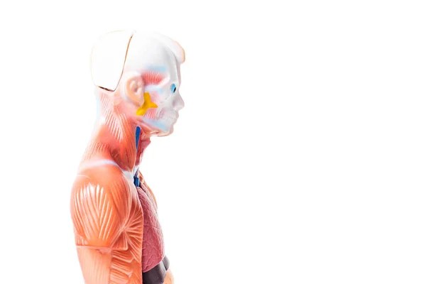 Ανθρώπινο μοντέλο εκπαίδευσης σε λευκό φόντο, μυώδης σκελετός. Αντιγραφή χώρου για κείμενο — Φωτογραφία Αρχείου