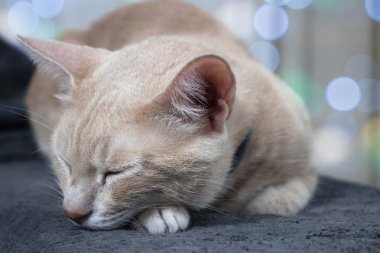 Arka plan üzerinde renkli ışıkların şirin zencefil kedi. Noel resmi.