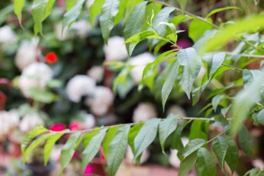 Beyaz ve pembe çiçeklerile Bush bahçe ortanca