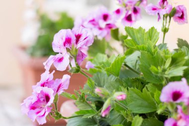Pelargonium bir tencerede regal