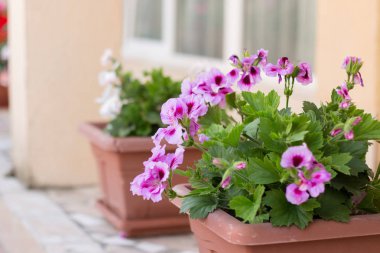 Pelargonium bir tencerede regal